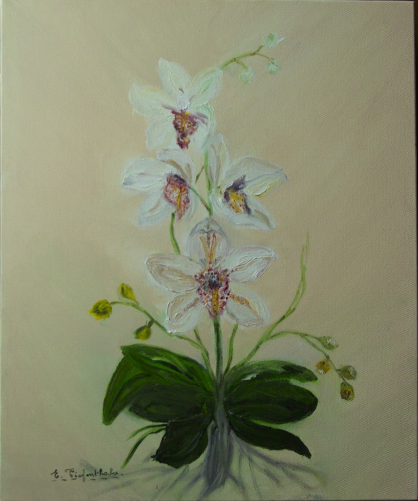 Orchidée de Noël-1