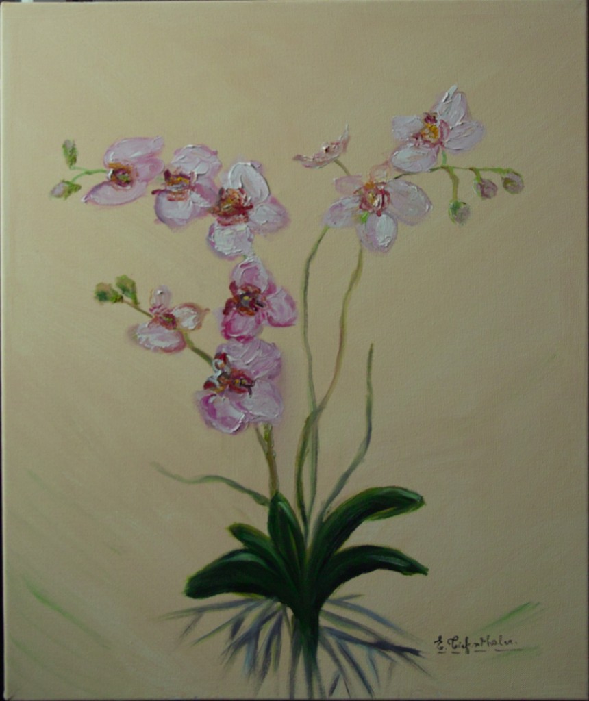 Orchidée de Noël-2